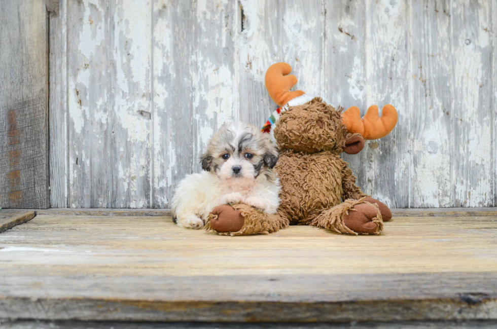 Petite Teddy Bear Designer Pup