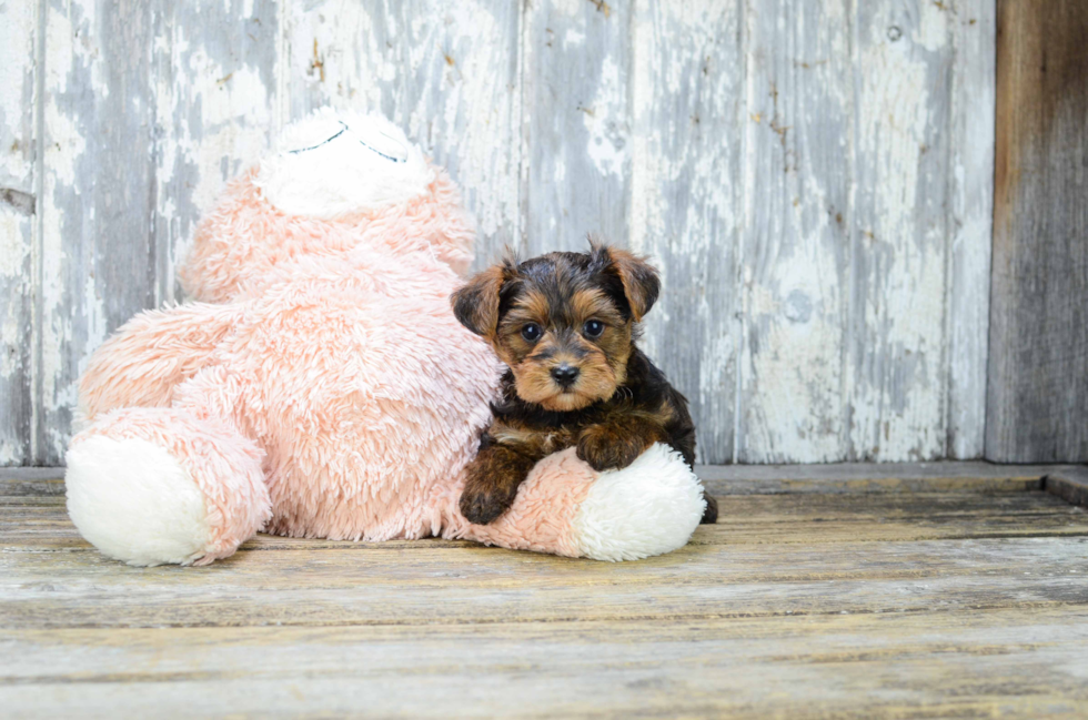 Sweet Yorkie Poo Baby