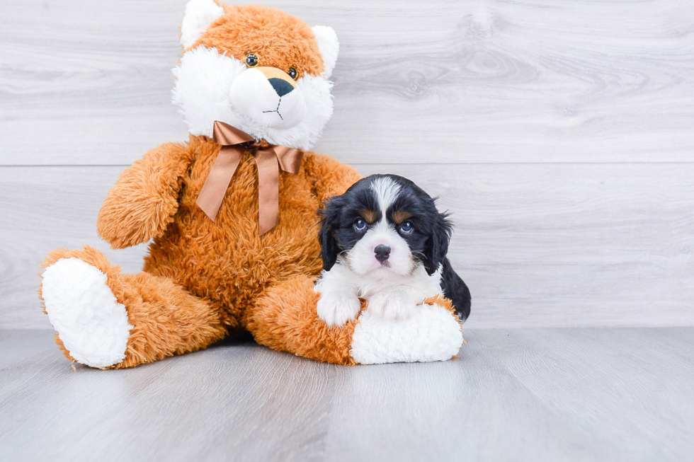 Cavalier King Charles Spaniel Puppy for Adoption