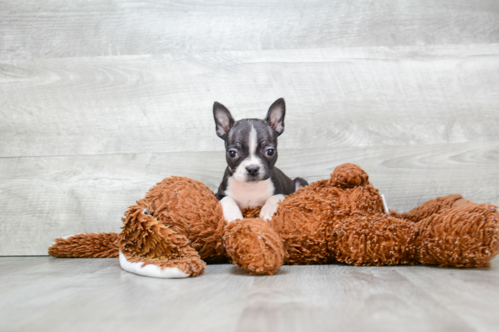 Best Boston Terrier Baby