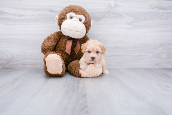 Funny Maltipoo Poodle Mix Pup