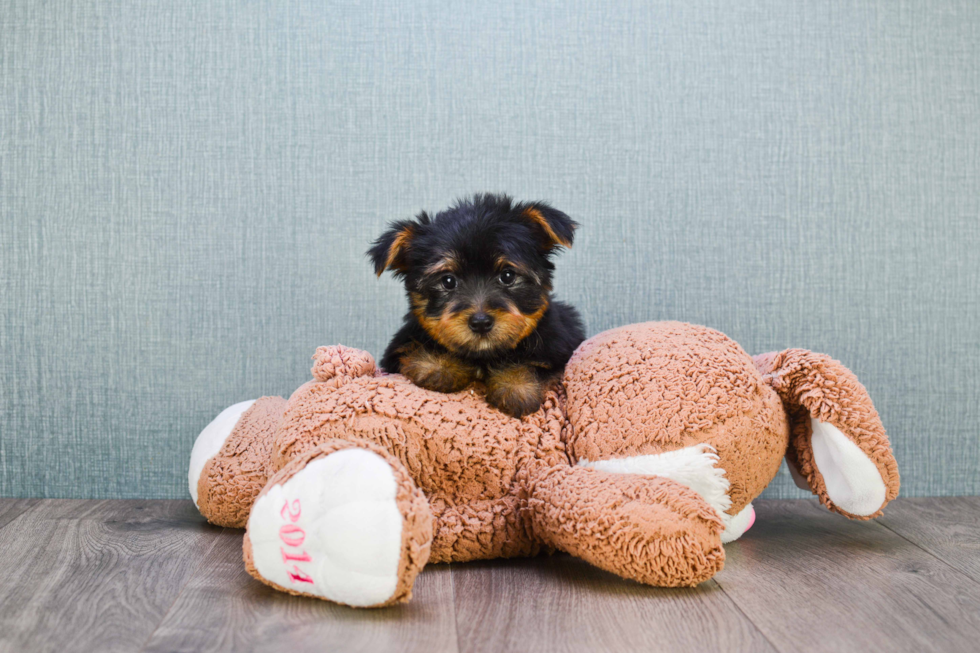 Meet Zoro - our Yorkshire Terrier Puppy Photo 