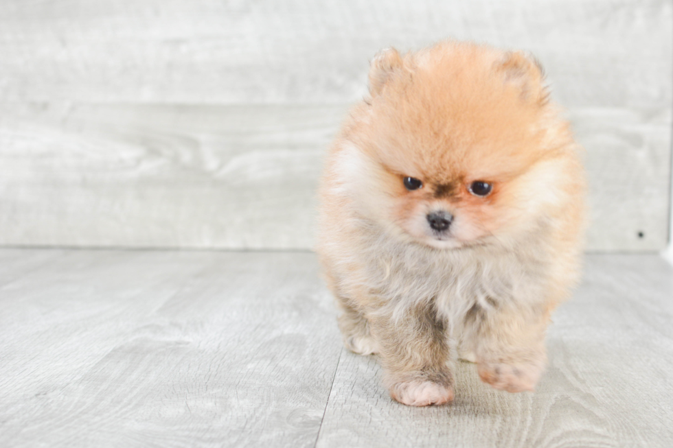 Pomeranian Puppy for Adoption