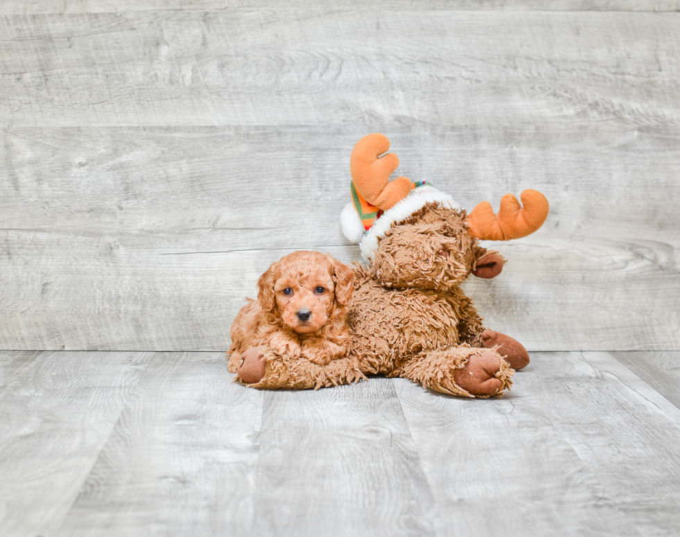 Playful Poodle Purebred Pup