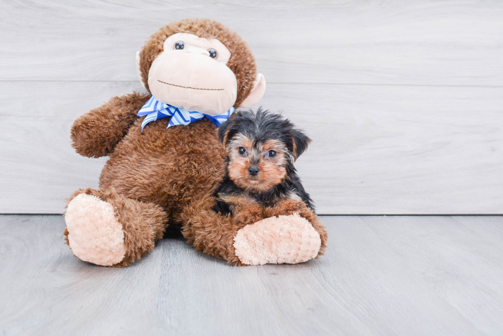 Meet Nugget - our Yorkshire Terrier Puppy Photo 