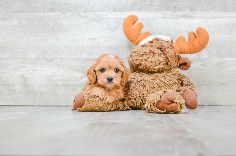 Funny Cavapoo Poodle Mix Pup