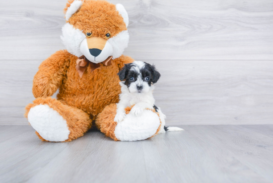 Maltipoo Pup Being Cute