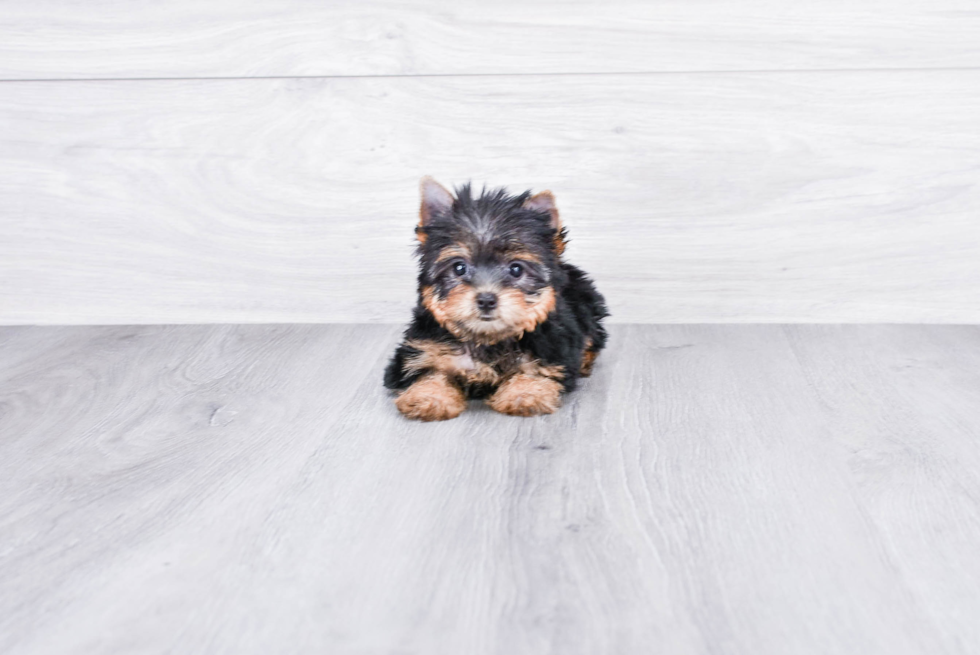 Meet Avery - our Yorkshire Terrier Puppy Photo 