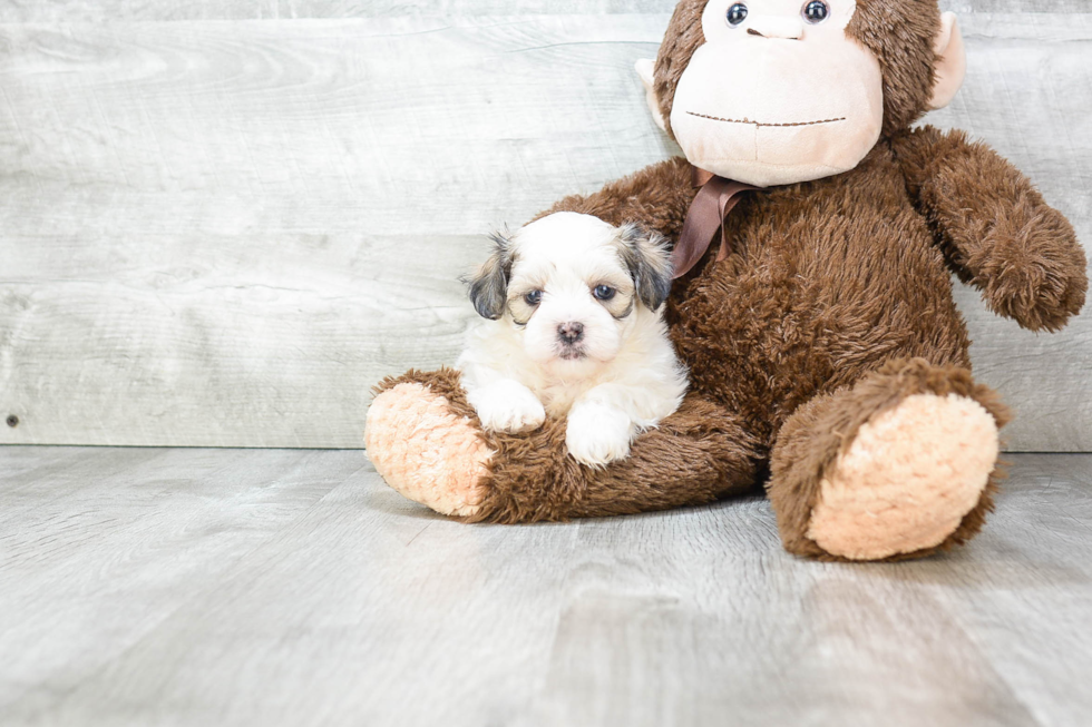 Teddy Bear Pup Being Cute