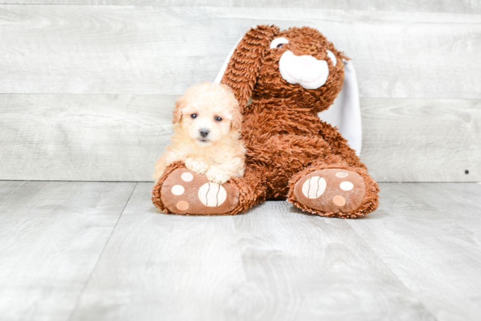 Best Maltipoo Baby