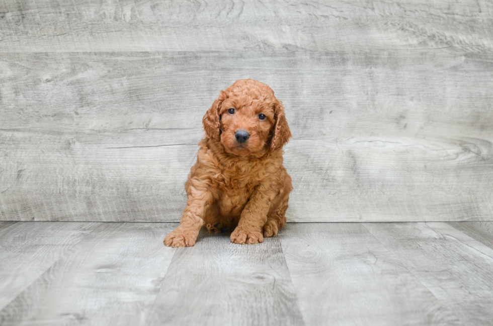 Happy Mini Goldendoodle Baby