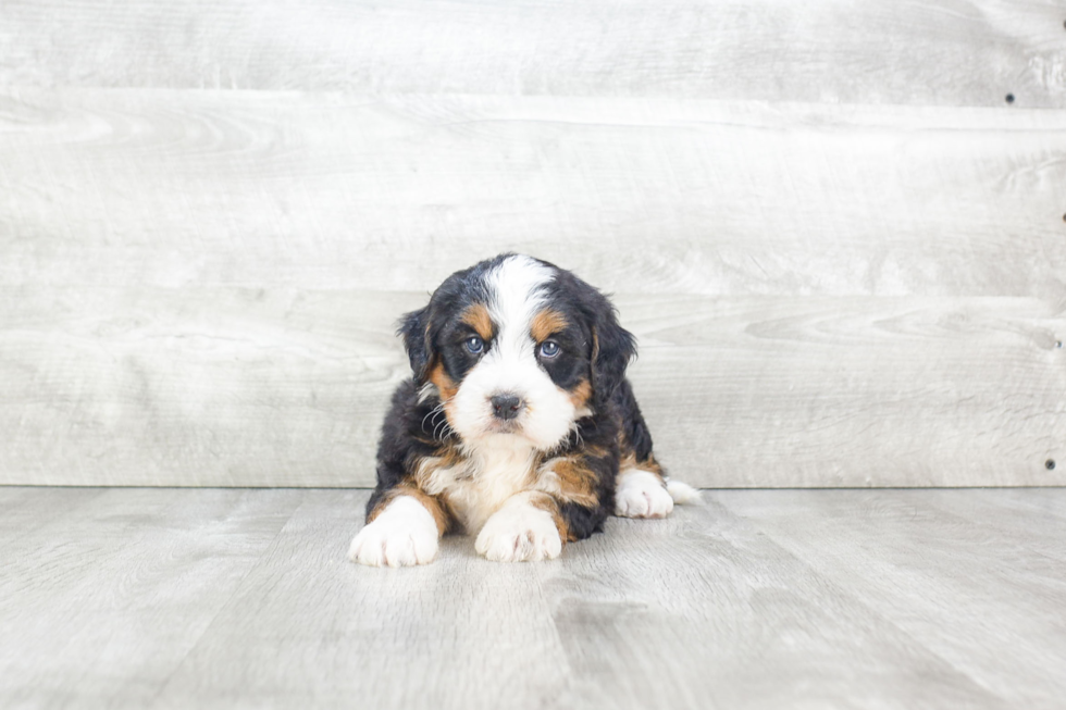 Mini Bernedoodle Puppy for Adoption