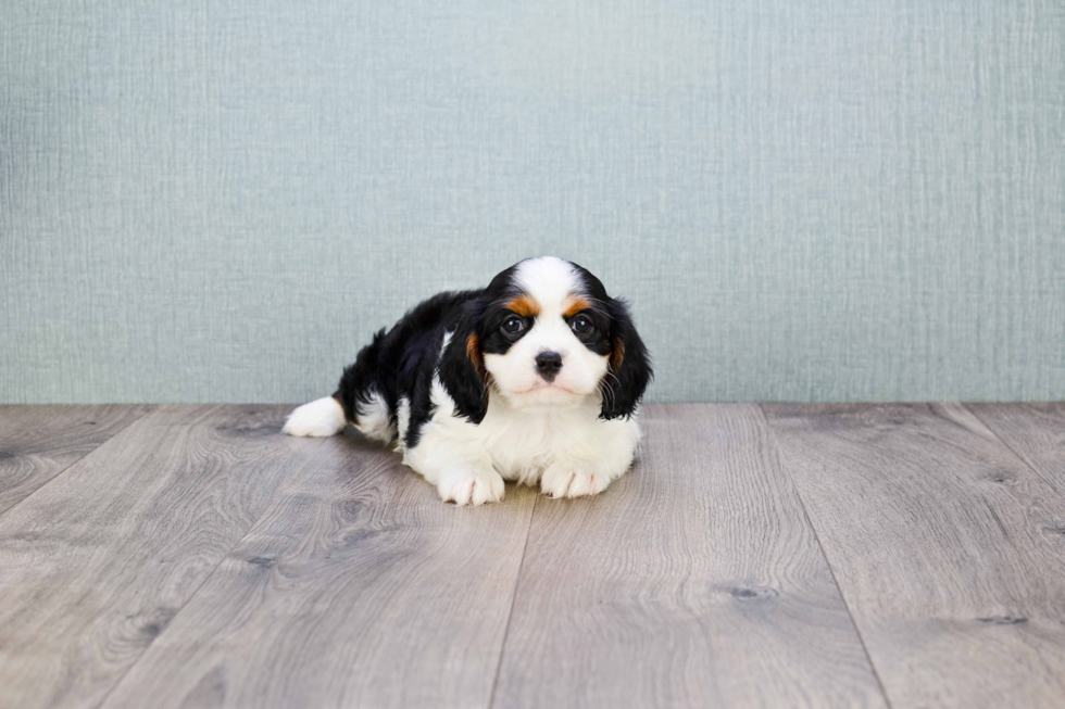 Best Cavalier King Charles Spaniel Baby