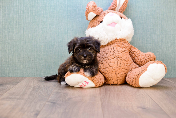 Morkie Pup Being Cute