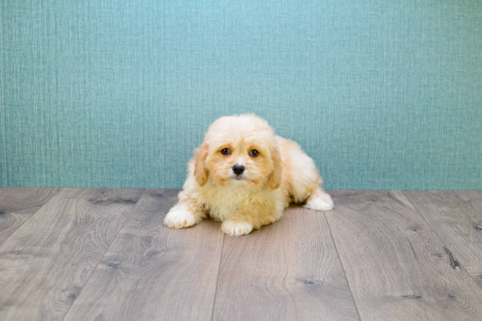 Cavapoo Puppy for Adoption