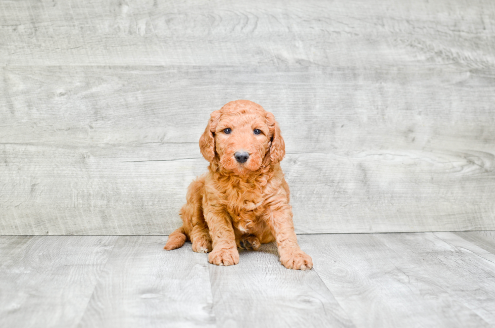 Mini Goldendoodle Pup Being Cute