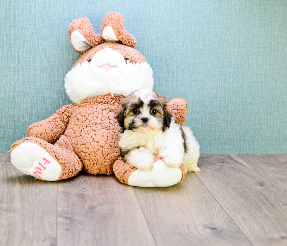 Happy Teddy Bear Baby