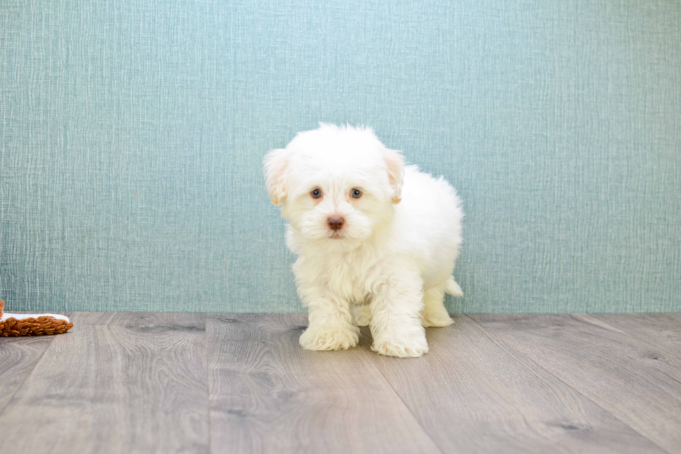 Havanese Pup Being Cute