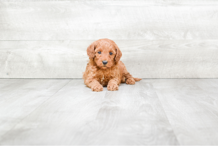 Popular Mini Goldendoodle Poodle Mix Pup