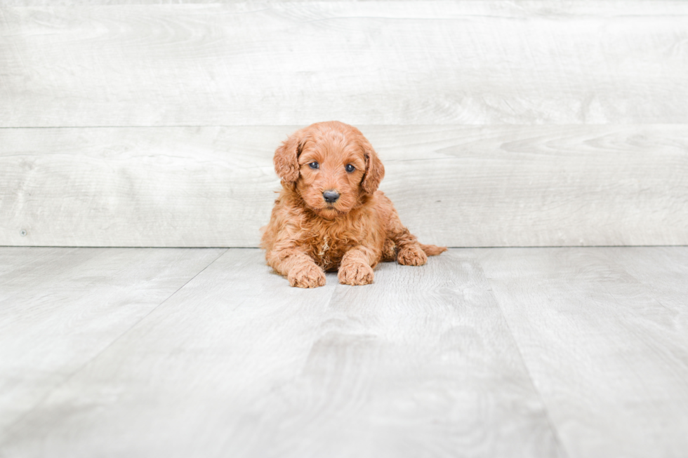 Popular Mini Goldendoodle Poodle Mix Pup