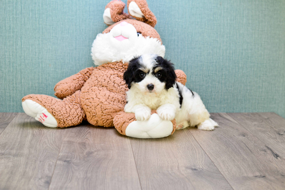 Cute Cavachon Baby