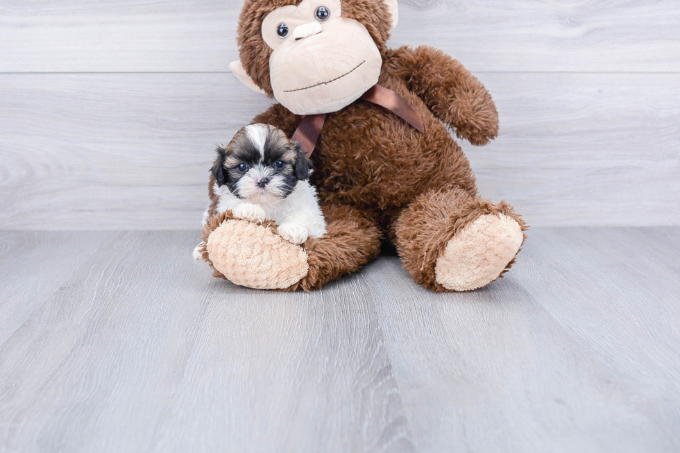 Teddy Bear Puppy for Adoption
