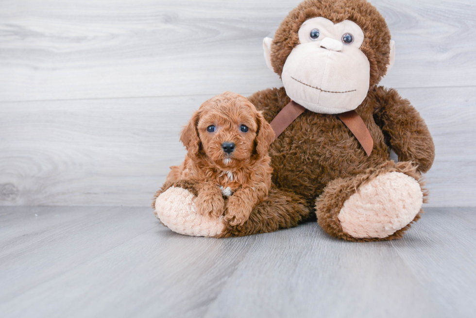 Funny Cavapoo Poodle Mix Pup