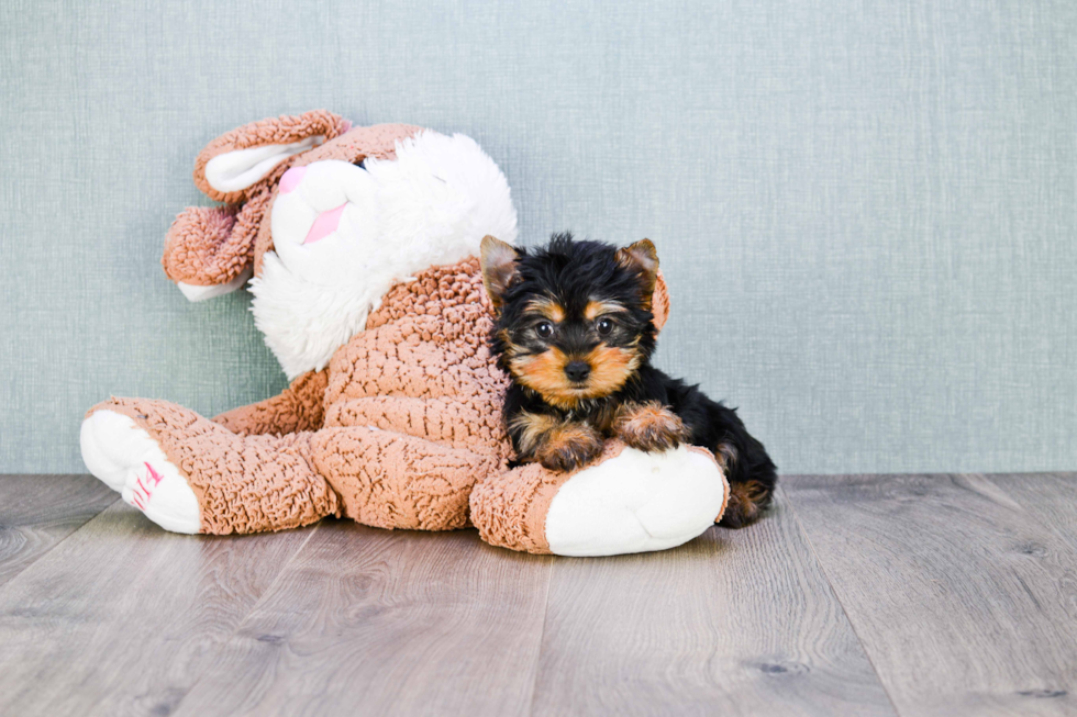 Meet Tinkerbell - our Yorkshire Terrier Puppy Photo 