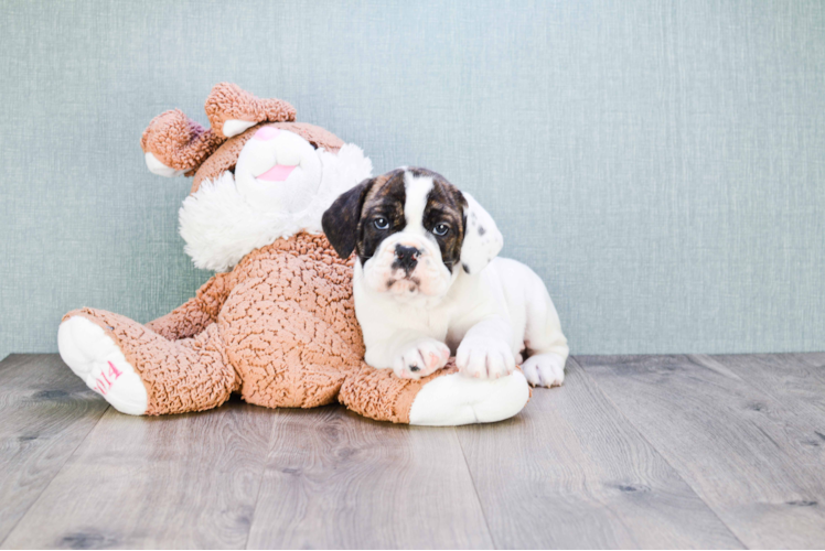 Cute English Bulldog Baby