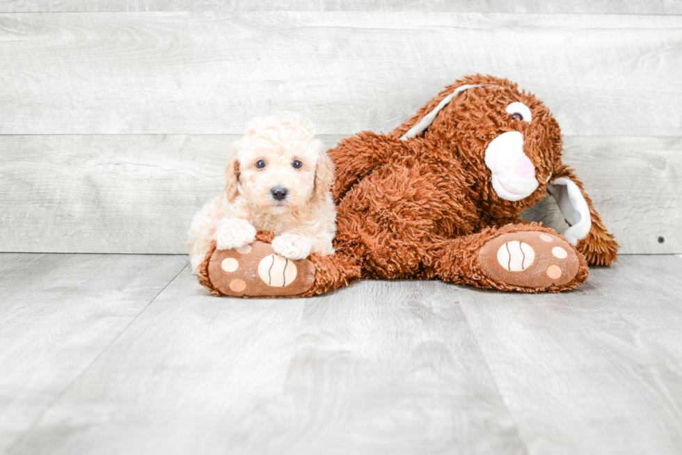 Poodle Puppy for Adoption