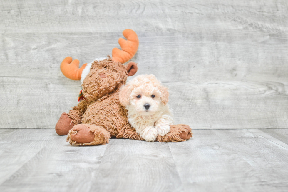 Maltipoo Puppy for Adoption