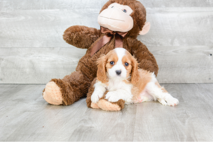 Cavalier King Charles Spaniel Pup Being Cute