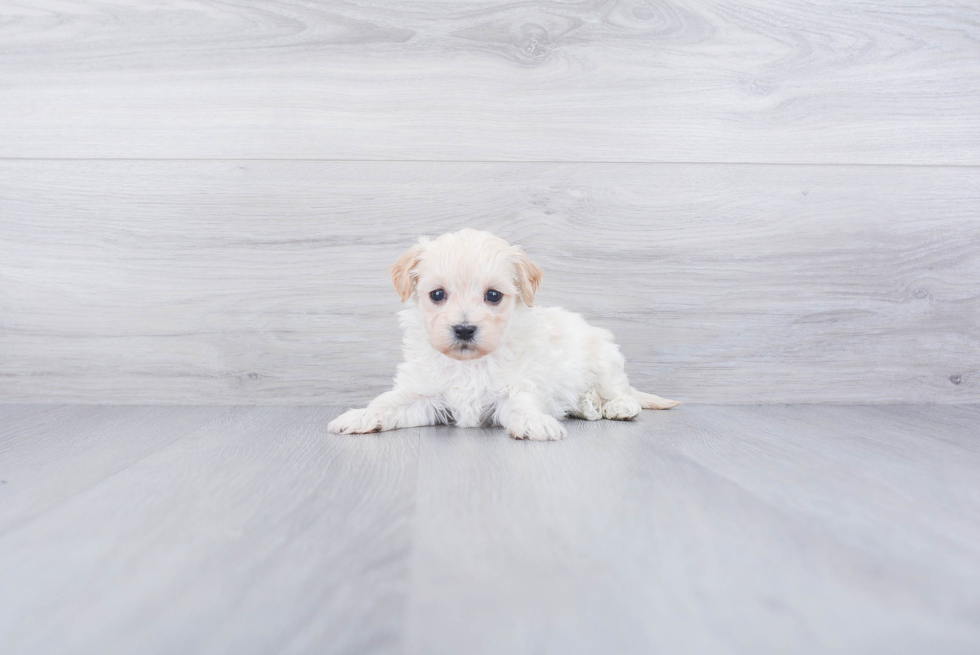 Energetic Maltepoo Poodle Mix Puppy