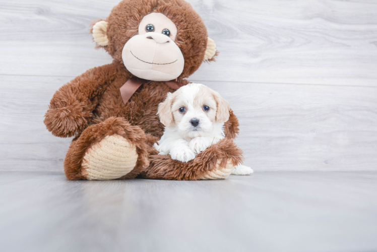 Best Cavachon Baby