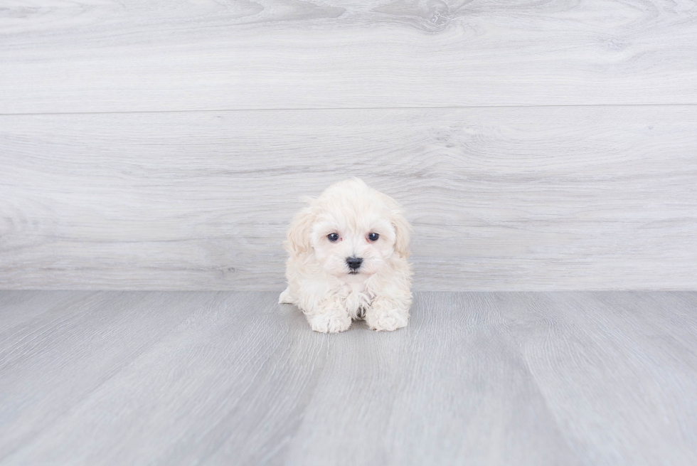 Sweet Maltipoo Baby