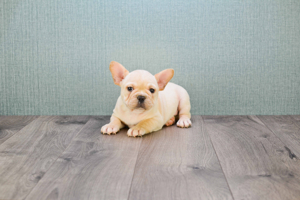 French Bulldog Pup Being Cute