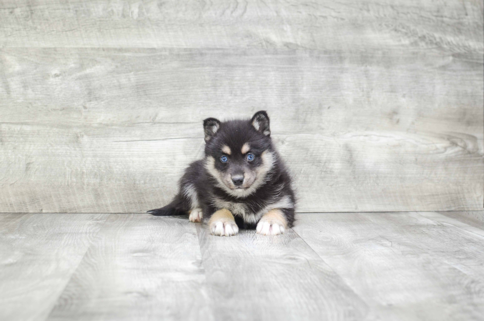 Pomsky Pup Being Cute