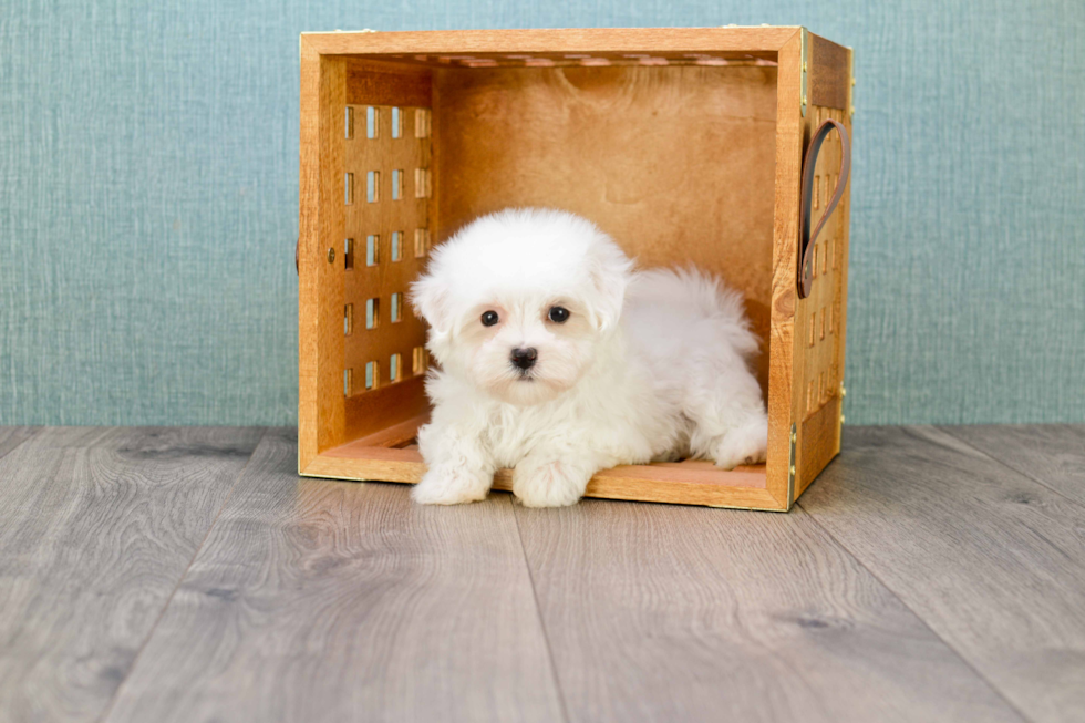 Fluffy Maltese Purebred Puppy