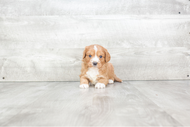 Best Cavapoo Baby