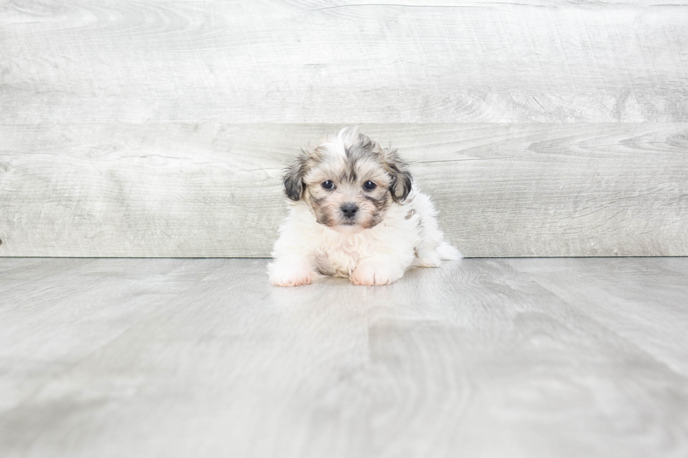 Teddy Bear Pup Being Cute