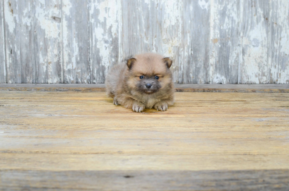 Fluffy Pomeranian Purebred Puppy