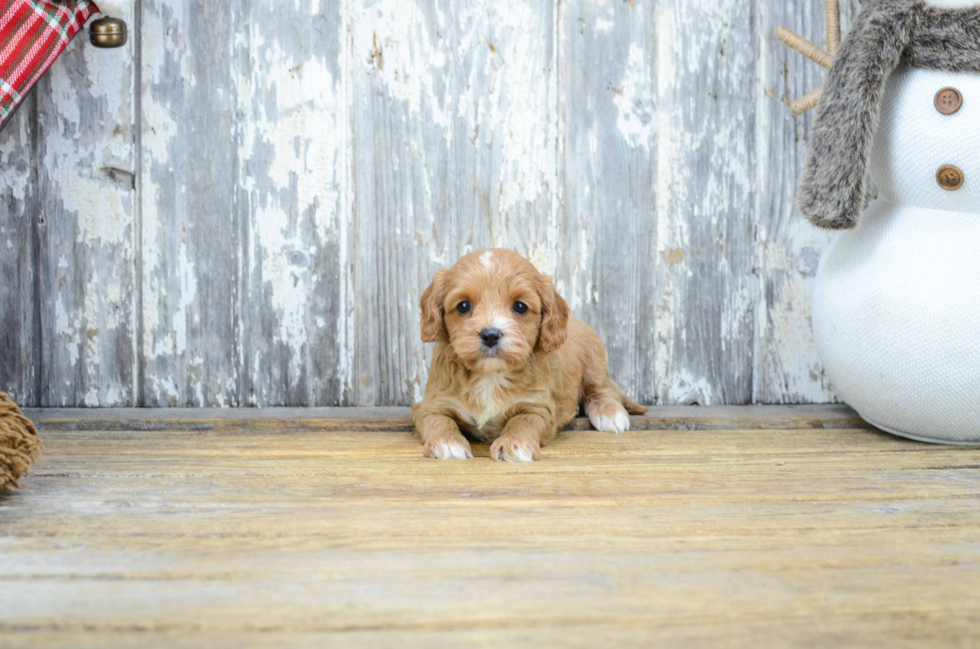 Cavapoo Pup Being Cute