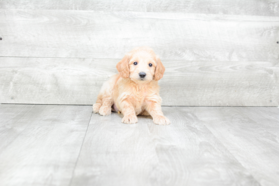 Best Mini Goldendoodle Baby