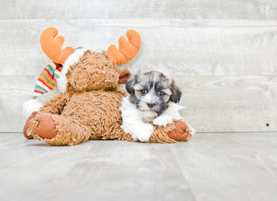 Little Havanese Purebred Pup