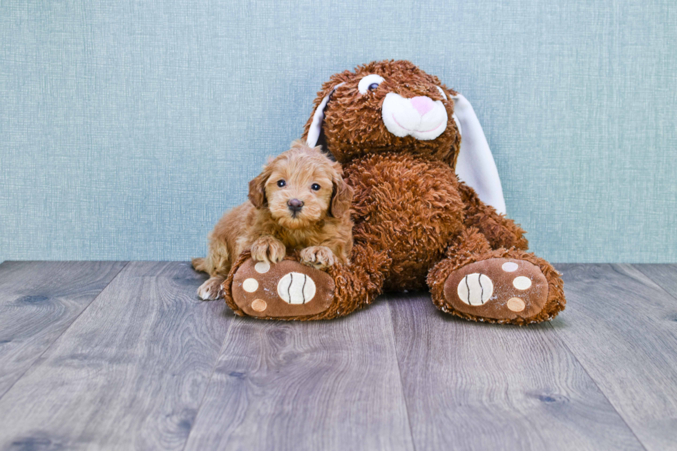 Energetic Golden Retriever Poodle Mix Puppy