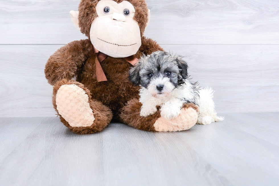 Petite Havanese Purebred Puppy