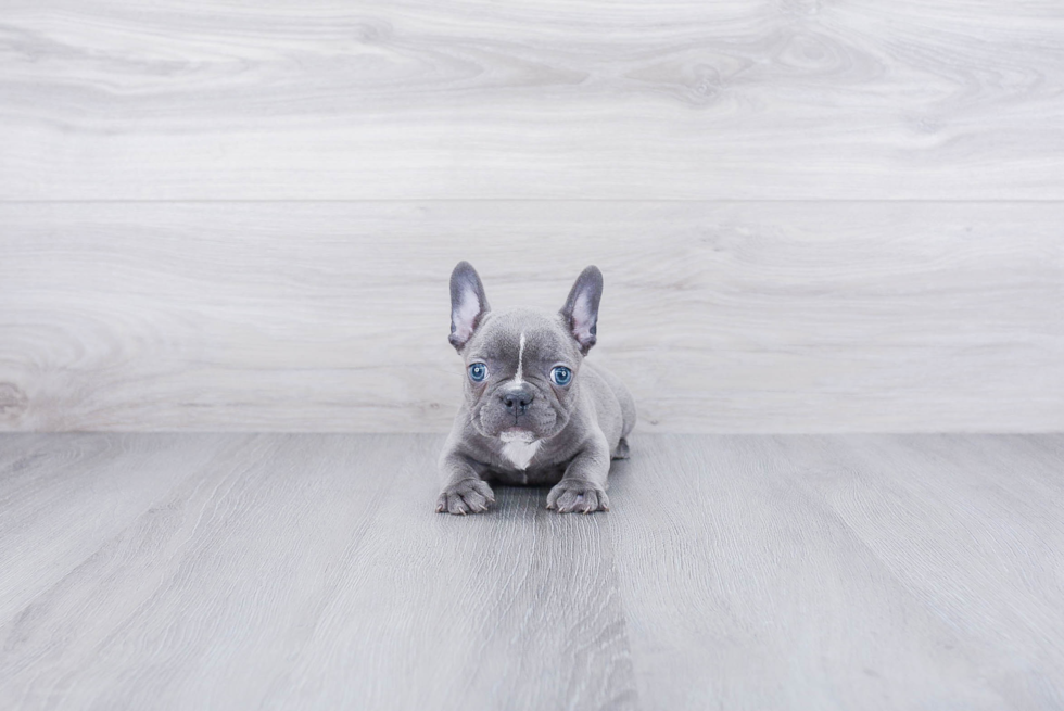 Friendly French Bulldog Baby