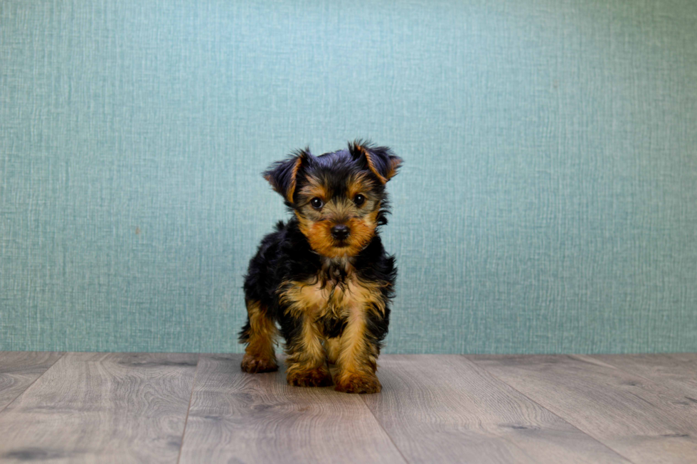 Meet Lisa - our Yorkshire Terrier Puppy Photo 