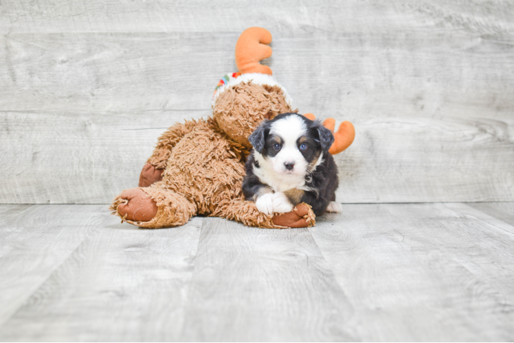 Best Mini Aussiedoodle Baby