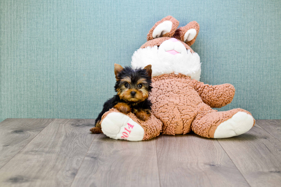 Meet Giselle - our Yorkshire Terrier Puppy Photo 